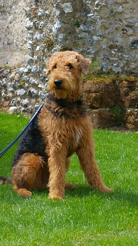 Watson Guard Dog Breeds, Airedale Dogs, Airedale Terriers, Puppies Cute, Puppy Day, Welsh Terrier, Irish Terrier, Terrier Breeds, Wire Fox Terrier