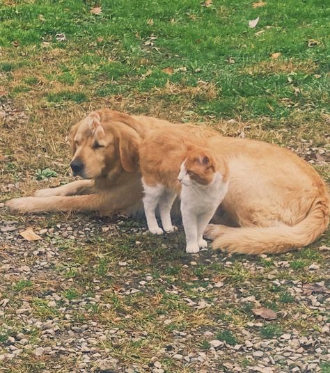 Orange Cat And Golden Retriever, Golden Retriever And Orange Cat, House Of Night, Sisters By Heart, Cat Aesthetic, Orange Cat, Cat Lady, Crazy Cat Lady, Crazy Cats