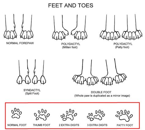 Paw Conformation Cat Paw Tattoos, Hemingway Cats, Polydactyl Cat, Manx Cat, Dog Insurance, Cat Body, Paw Tattoo, Cat Info, Types Of Cats