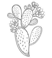 Branch of outline Indian fig Opuntia or prickly pear cactus, fruit, flower and spiny black stem isolated on white background. Cactus Flower Drawing, Cactus Flower Tattoo, Tattoo Cactus, Christmas Cactus Flower, Cactus Flower Painting, Bunny Ear Cactus, Cactus Fruit, Red Cactus, Paper Cactus