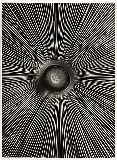 Fungi Lepiota procera, Albert Renger-Patzsch, ca 1930. The underside of the common parasol mushroom. Albert Renger Patzsch, Female Nature, Gandalf, Abstract Photography, White Photo, Patterns In Nature, Color Textures, Op Art, Science And Nature