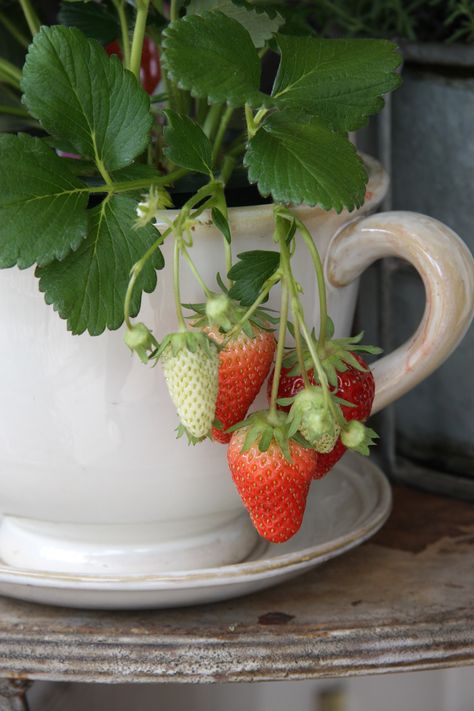 strawberry Strawberry Farm Aesthetic, Kebun Strawberry Aesthetic, Wild Strawberries Aesthetic, Strawberry Teapot, Strawberry Plant Photography, Strawberry Cottage, Strawberry Plant, I Know Nothing, Strawberry Hill