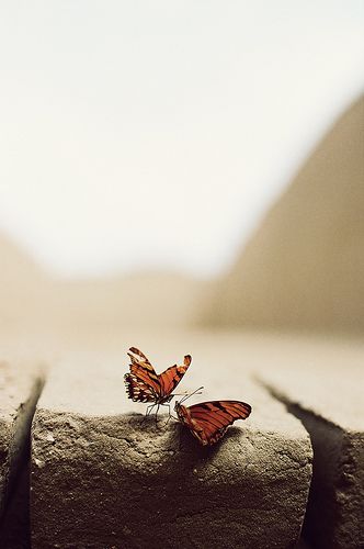 James Nachtwey, Butterfly Kisses, Butterfly Effect, Hans Christian, Tumblr Wallpaper, Black White Photos, Beautiful Butterflies, Beautiful Photography, White Photography