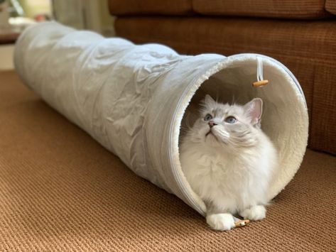 Best Cat Tunnel Indoor 2021 for large cats IMG_5322 Cat Tunnel Indoor, Beige Cat, Fiber Sculpture, Cat Things, Cat Products, Cat Tunnel, Free Cats, Best Cat, Free Cat