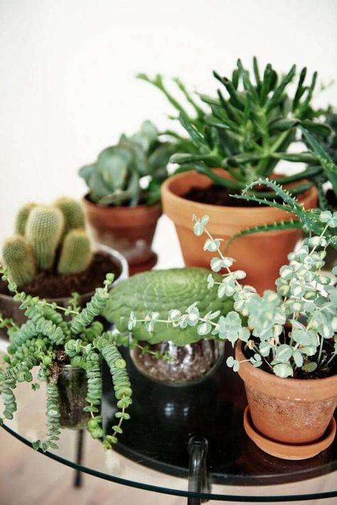 Inside a Rustic Country Kitchen packed with Laidback Vibes Kaktus Dan Sukulen, Rustic Country Kitchens, Cactus Planta, Indoor Vegetable Gardening, Plants Are Friends, Indoor Gardens, Cactus Y Suculentas, Pretty Plants, Cactus And Succulents