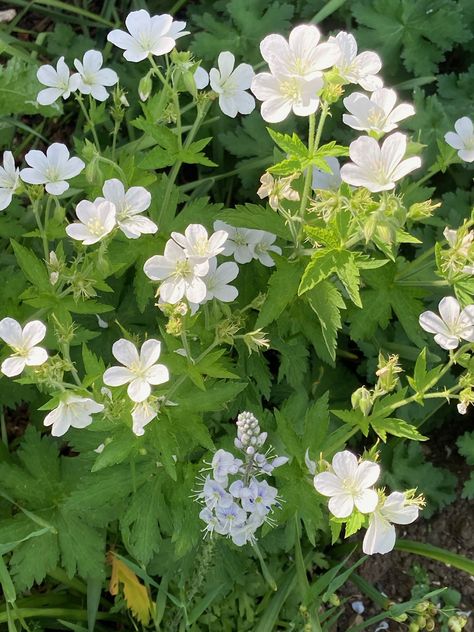 Geranium Phaeum, Geraniums, Planting, Herbs, Plants, Wood, Flowers