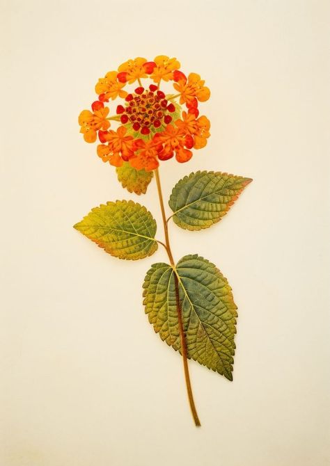 Real pressed a single colorful Lantana flower lantana plant petal. AI generated Image by rawpixel. | free image by rawpixel.com / Boom Lantana Tattoo, Ffa Lamb, Dried Flowers Aesthetic, Lantana Flower, Lantana Plant, Lantana Camara, Hangout Spot, Flowers Aesthetic, Flowers Art