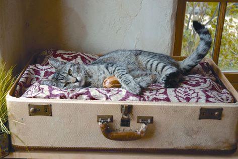 Pet Suitcase Bed                         Dream a Little Bigger - Dream a Little Bigger Craft Blog - Call Me a Crazy Cat Lady... Katt Diy, Old Luggage, Chat Diy, Kat Diy, Diy Cat Bed, Diy Pet Bed, Gatto Carino, Old Suitcases, Vintage Suitcases