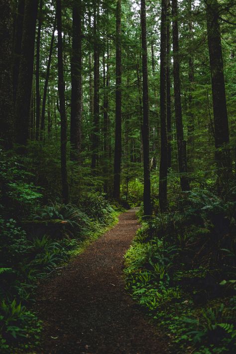 Imagenes Aesthetic, Camping In The Woods, Dark Naturalism, Dark Forest Aesthetic, Hiking Photography, Forest Trail, Forest Path, Forest Wallpaper, Walk In The Woods