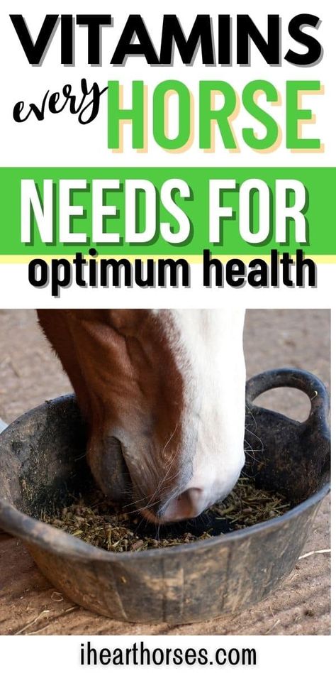 What vitamins do horses need? Answers to your questions and tips for how to administer vitamins to keep your horse healthy! Great tips for new horse owners! Horse health care tips and more! Diy Horse Supplements, Equine Science, Horse Nutrition, Horse Farm Ideas, Equine Care, Health Care Tips, Healthy Horses, Horse Care Tips, Horse Facts