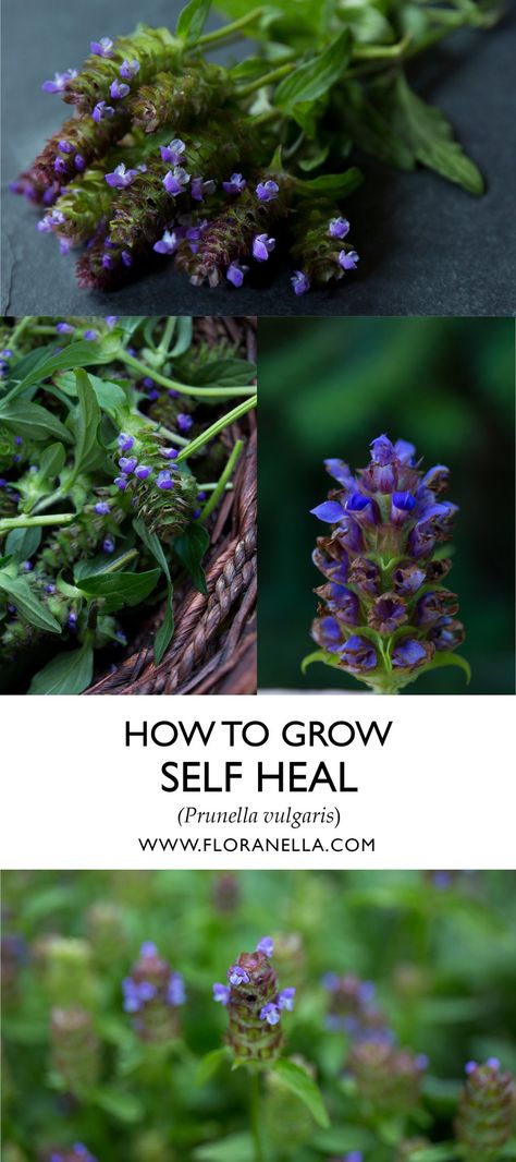 Prunella Vulgaris, Grow Herbs, Aromatic Plant, Hardy Perennials, Tall Plants, Growing Seeds, Growing Herbs, How To Work, Self Healing