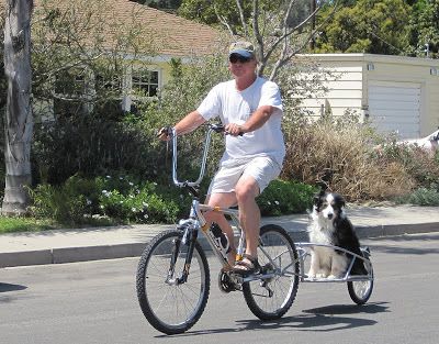 Dog Bike Seat, Dog Bike Carrier, Dog Bike, Cats And Cucumbers, Beach Cruiser Bike, Biking With Dog, Cat Seat, Dog Basket, Bike Rides