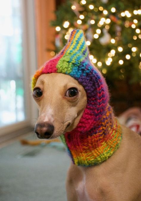 Here’s a list of ideas to knit or crochet for your cool canine. Crochet Greyhound Sweater, Diy Dog Hat, Dog Symbolism, Knit Dog Hat, Knitted Dog Hat, Dog Hat Pattern, Dog Hat Crochet, Knitting Patterns For Dogs, Italian Greyhound Clothes