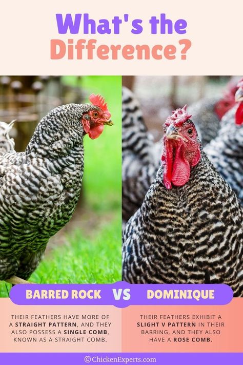 Barred Rock vs Dominique Chicken Dominique Chicken, Dominique Chickens, Barred Rock Chickens, Barred Rock, Back From The Brink, Backyard Chicken Coops, Chicken Breeds, Chickens Backyard, Black And White Colour