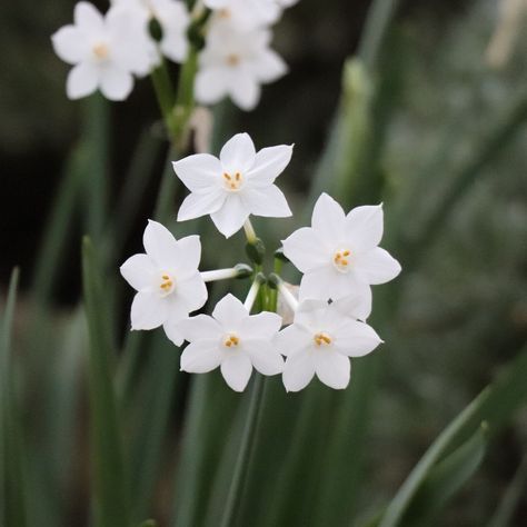 Kew Gardens on Instagram: “Growing in the Davies Alpine House; Narcissus papyraceus is commonly referred to as the 'paper-white daffodil' because of its crisp, pure…” Narcissus Papyraceus, Alpine House, Kew Gardens, Daffodils, Pure Products, Plants, Flowers, On Instagram, White