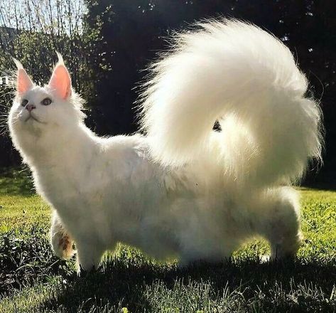 Animal Tails, Fluffy Tail, Funny Animal Photos, Cat Pose, Cat Tail, Warrior Cat, Fluffy Cat, Sweet Animals, Maine Coon