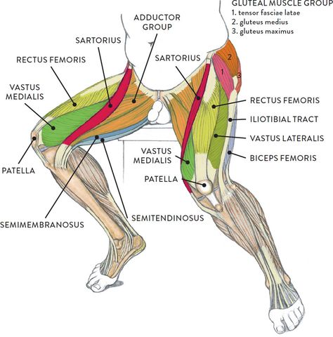 Leg Muscles Diagram, Leg Muscles Anatomy, Body Muscle Anatomy, Muscle Diagram, Leg Anatomy, Human Muscle Anatomy, Basic Anatomy And Physiology, Human Body Anatomy, Anatomy Tutorial