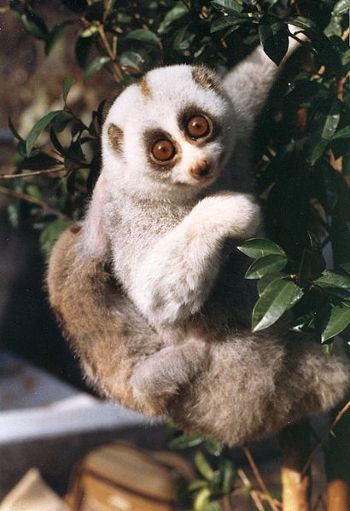 Interesting new facts about the rainforest are discovered every day and one of the more peculiar rainforest animals, the slow loris, is all about being interesting. Description from caretoclick.com. I searched for this on bing.com/images Slow Loris, Animal Reference, Animal References, Rare Species, Nocturnal Animals, Most Beautiful Animals, Rare Animals, African Grey, Animal Species