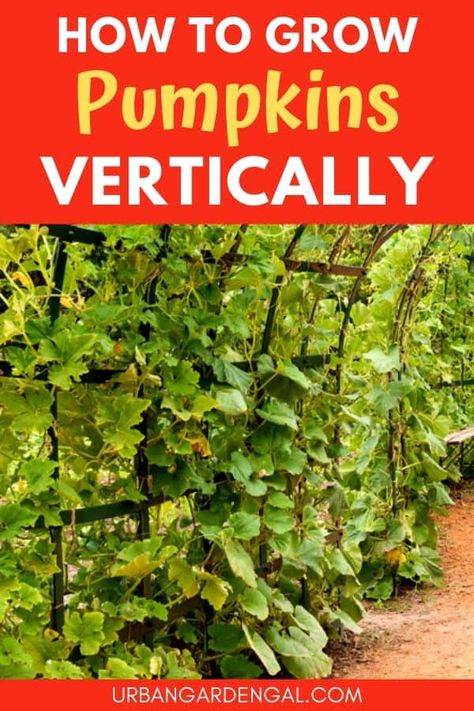 Growing pumpkins vertically is a great space saver in the garden. Here are my tips for creating a vertical garden for your pumpkin plants | vegetable garden. #vegetablegarden #gardening #verticalgarden Growing Mini Pumpkins, Pumpkin Vertical Growing, Growing Pumpkins On A Trellis, Vertical Pumpkin Patch, Amazing Garden Ideas, How To Grow Pumpkins, Urban Sustainability, Pumpkin Trellis, Pumpkin Plants