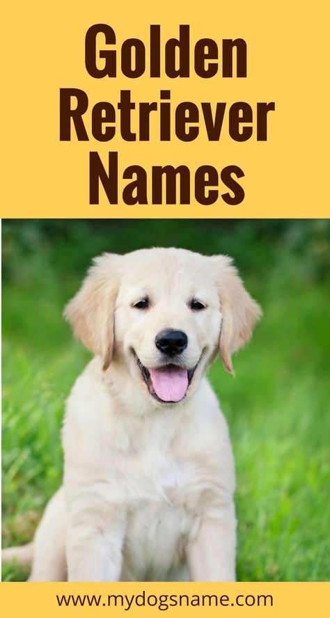 Is there anything cuter than a Golden Retriever puppy? Probably not! If you're welcoming a new Golden to your home, start with our list of 110+ dog names. They're perfectly handpicked for the gorgeous Golden Retriever! #dog #dogs #puppies #goldenretriever Perros Golden Retriever, Golden Retriever Training, Golden Retriever Names, Cute Names For Dogs, Golden Retriever Mix, Golden Puppy, Remain Calm, Puppy Names, A Golden Retriever