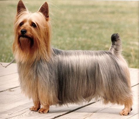 Yorkie Puppy Haircuts, Dog Yorkie, Dog Print Tattoo, Puppy Sketch, Akc Breeds, Disabled Dog, Australian Terrier, Yorkie Terrier, Silky Terrier