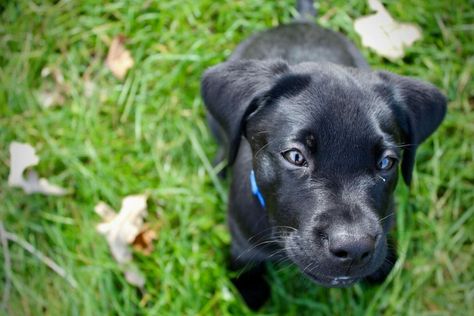 11 Things You Should Know About the British Labrador. For 25 years, the Labrador Retriever - or Lab - has remained the most popular dog in America. Known for friendliness, boundless energy, and a big heart, th British Labrador Retriever, Dead Hair, Assistance Dog, Water Dog, American Kennel Club, Popular Dog, Therapy Dogs, Hunting Dogs, Veterinarian