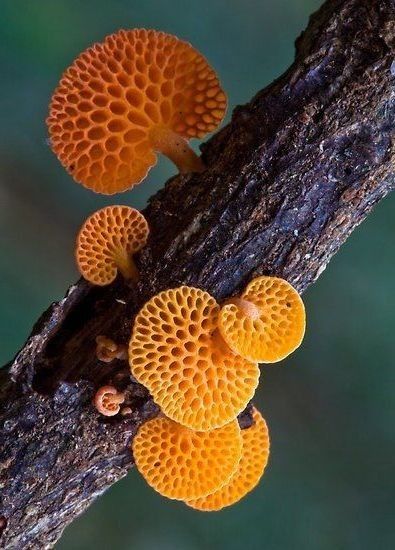 Unusual Mushrooms, Fungi Reference, Pretty Mushrooms, Mushrooms Wild, Beautiful Mushrooms, Art In Nature, Fungi Art, Mushroom Images, Mushroom Plant