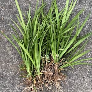 Variegated Liriope Muscari Monkey Grass | Etsy Variegated Liriope, Lily Turf, Monkey Grass, Liriope Muscari, Flower Bed Borders, Lenten Rose, Ground Covering, Border Plants, Green Border