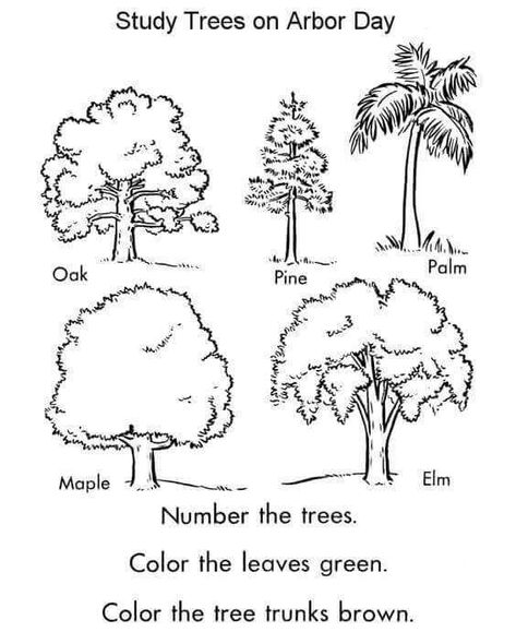 Free Arbor Day Coloring Pages - Arbor Day Coloring Pages Printable Different Types Of Trees Drawing, Tree Identification Chart, Trees Coloring Pages, Junior Kindergarten, Draw Trees, Measurement Kindergarten, Types Of Trees, Themed Snacks, Drawing Tree