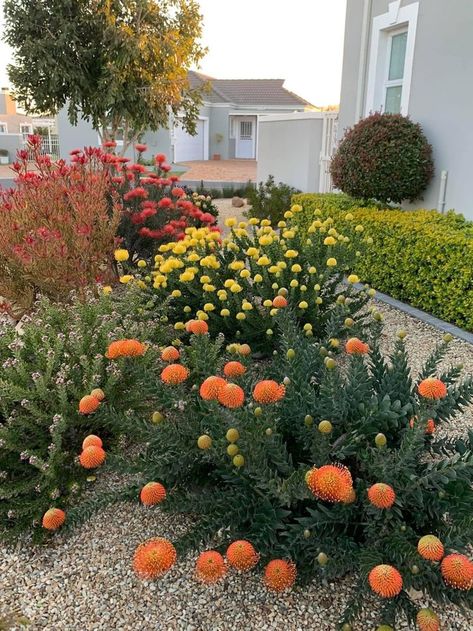 South African Succulent Garden, South African Gardens Ideas, Coastal Gardens South Africa, South Australian Native Garden, Waterwise Garden Ideas South Africa, Western Cape Garden Ideas, Indigenous South African Gardens, Fynbos Garden Landscaping, Fynbos Garden Ideas