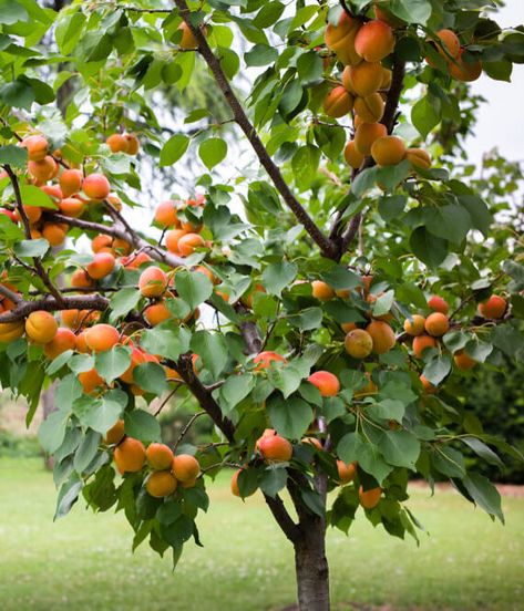 10 Best Fruit Trees to Grow in Missouri (2022 Guide) - The Gardening Dad Best Fruit Trees To Grow, Growing Peach Trees, Growing Cherry Trees, Fruit Trees Backyard, Fruit Tree Garden, How To Grow Lemon, Apricot Tree, Growing Fruit Trees, Basket Anime