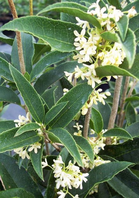 Osmanthus Fragrans, The Flowers, Garden Seeds, White Flowers, Garden Plants, Seeds, Tea, Plants, Flowers