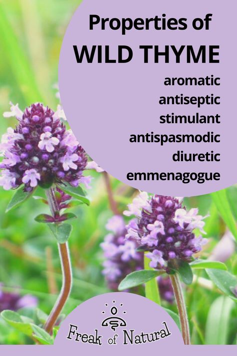 Thymus Serpyllum or Wild Thyme is widely used in cooking, but it is also a superb plant with important beneficial properties. Thyme Uses, Thymus Serpyllum, Thyme Plant, Wild Thyme, Wild Herbs, Wild Edibles, Edible Plants, Medicinal Herbs, The Plant