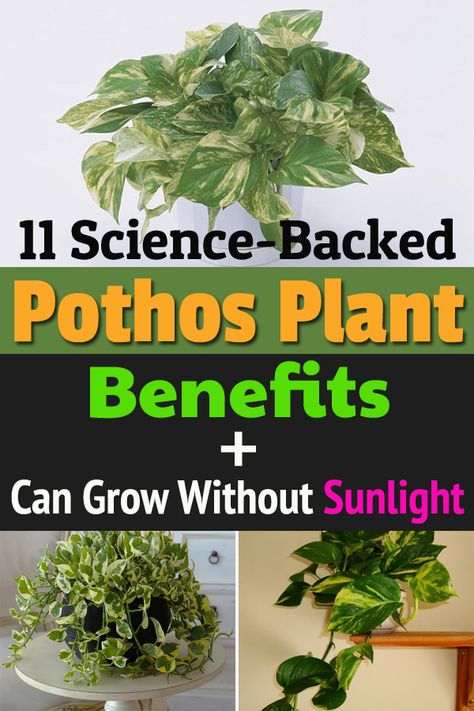 These Pothos Plant Benefits are science-backed and confirmed in various studies. And, don't forget, it's a low care houseplant that can grow without sunlight! Pothos Plant Care, Making Plant Pots, Plant Benefits, Container Garden Design, Pothos Plant, Indoor Gardens, Healthy Benefits, Interior Plants, Garden Care