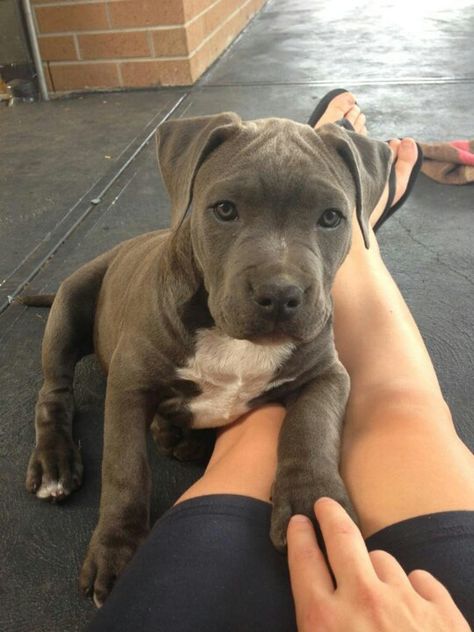 Grey stafford puppy to cute :* Stafford Puppy, Grey Pitbull Puppies, Stafford Dog, Pitbull Dog Puppy, Pit Puppies, American Bulldog Puppies, Staffy Dog, Dog Mommy, Really Cute Dogs