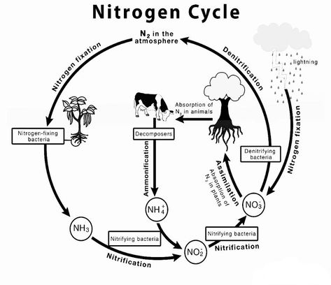 What is nitrogen cycle By Unacademy Nitrogen Cycle Activity, Nitrogen Cycle Diagram, Sulphur Cycle, Chemistry Lab Equipment, Nutrient Cycle, Cycle Drawing, Tank Terrarium, Biology Poster, Nitrogen Fixation