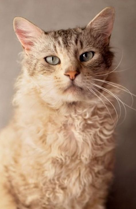 LaPerm portrait Curly Hair Cats Breed, Laperm Cat, Curly Haired Cat, Cat Types, Cat Breeding, Fluffy Cat Breeds, Curly Cat, Laperm, American Wirehair