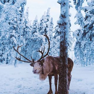 nordic.finland on Instagram: Select by @mattberthou 🇫🇮 📷 : @ Dm for credit Site : Finland Hello Photo, Wild Animals Photography, Winter Animals, Wildlife Photos, Winter Wallpaper, Winter Forest, Wild Life, Sweet Animals, Cuteness Overload