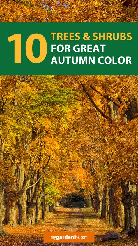 Best Trees For Fall Foliage, Autumn Brilliance Serviceberry Tree, Fall Color Trees, Red Twig Dogwood, Twig Dogwood, Bald Cypress, Garden Life, Beautiful Trees, Colorful Trees