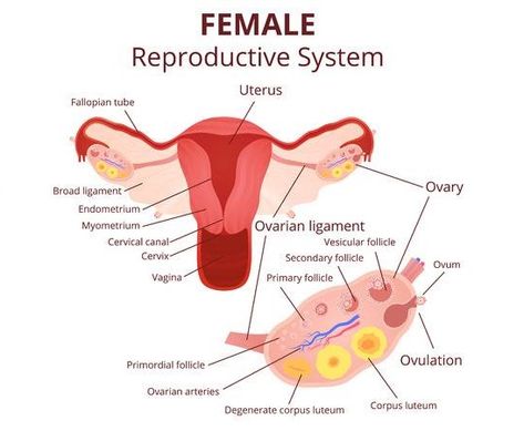 Structure of Female genital system & ovum, Oogenesis stages & Menstrual cycle | Science online Female Reproductive System Diagram, Anatomy Drawing Female, Female Reproductive System Anatomy, Human Anatomy Picture, The Menstrual Cycle, Female Reproductive System, Human Body Anatomy, Biology Lessons, Nursing School Tips