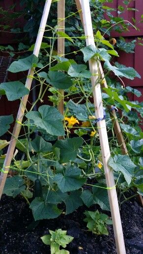 Cucumber Support Ideas, Cucumber Garden Trellis, Salads Cucumber, Cucumbers Salad, Recipes Cucumber, Cucumber Trellis Diy, Recipe Cucumber, Cucumber Salad Vinegar, Cucumber Salads