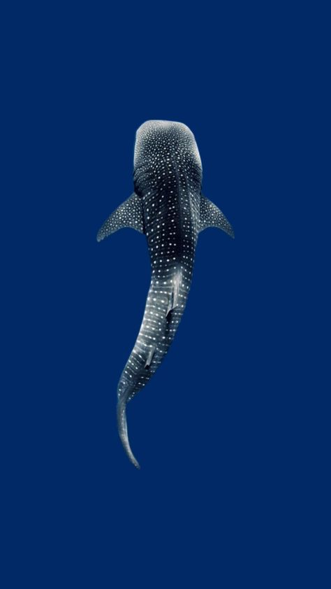 Whale Shark From Above, Whale Shark Top View, Shark Top View, Ocean Stuff, Whale Sharks, Art Major, Ocean Vibes, Marine Biology, Whale Shark