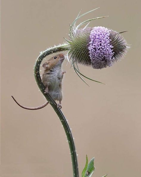 Crochet mouse