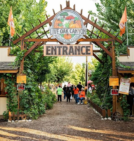 The Largest Pumpkin Patch In SoCal Opens Sept 20th! @liveoakcanyon offers over 50 Rides, Games, Attractions and Photo Opps including many NEW in 2024! There’s a Petting Zoo, food and beverage options available for the whole family, and more! 📍32335 Live Oak Canyon Rd Redlands, California 92373 Open Every Day Through October 31st. Mon – Thurs – 4pm to 9pm Fri – 4pm to 10pm Sat – 10am to 10pm Sun – 10am to 9pm Halloween – 4pm to 8pm Admission tickets are available at the front entrance on... Live Oak Canyon Pumpkin Patch, Farm Entrance, Redlands California, Large Pumpkins, Petting Zoo, Admission Ticket, Live Oak, Front Entrance, Food And Beverage