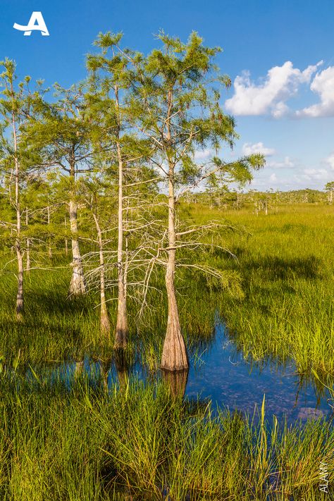 If you think Florida is just sandy beaches and sprawling development, think again. At the southern tip of the Sunshine State, this is one of our most iconic national parks. Here's our guide to exploring Everglades National Park. Florida National Parks, Southern Florida, Everglades National Park, Key Biscayne, Go Hiking, Think Again, Sunshine State, Beach Hotels, Picnic Area