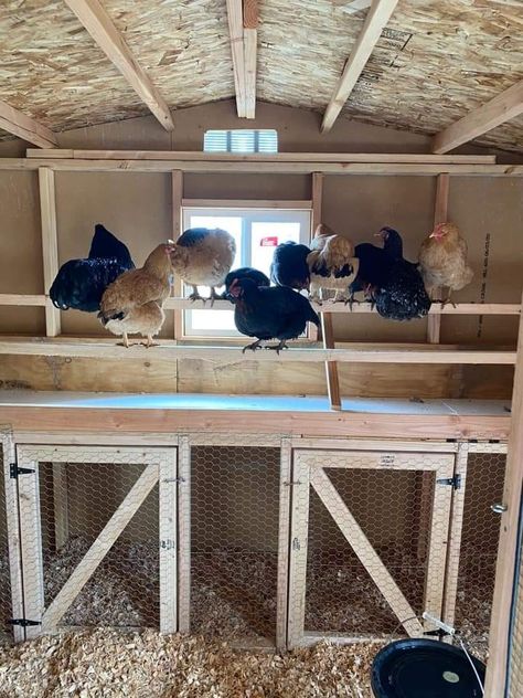 Chicken Coop Indoor Ideas, Chicken Tower Coop, Chicken Coop Layout Ideas, Diy Nest Boxes For Chickens, Chicken Maternity Ward, Off The Ground Chicken Coop, Chicken Coop With Built In Brooder, Diy Inside Chicken Coop Ideas, Chicken Rabbit Coop Combo