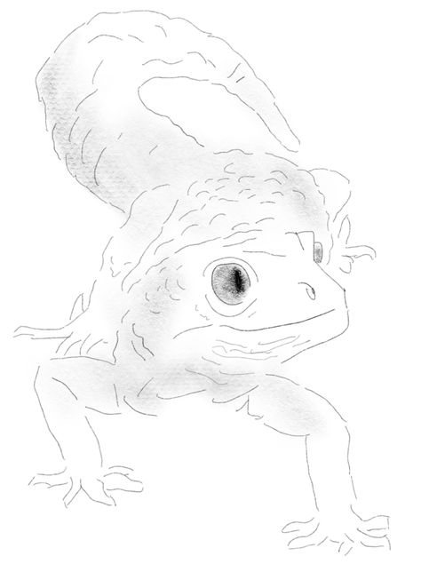 lil ol leopard gecko sketch for Lemon HeartStopper  ill name him Temofei, after me Gecko Drawing Reference, Leopard Gecko Drawing, Leapord Gecko Drawing, Leopard Gecko Sketch, Leopard Gecko Illustration, Tokay Gecko Drawing, Lepored Geko, Leopard Gecko, Zoology