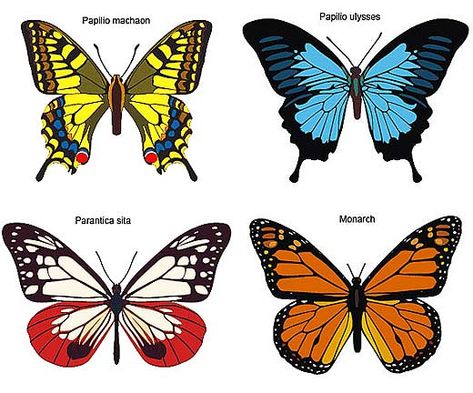 Types Of Butterflies With Pictures And Names | Butterflies - Daytime Dreamy Winged Creatures | Animal Pictures and ... Names Of Butterflies, Butterfly Vector, Types Of Butterflies, Butterfly Project, Butterfly Species, Butterfly Template, Butterfly Images, Butterfly Illustration, Silhouette Clip Art