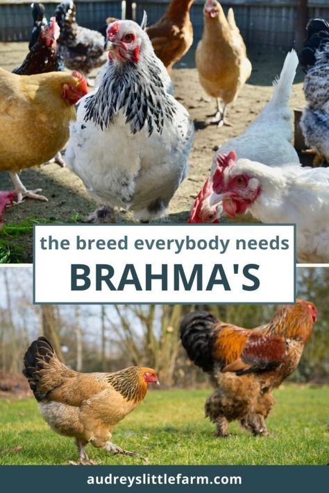 Brahma Chicken Eggs, Backyard Chicken Run, Backyard Chicken Coop Ideas, Backyard Chicken Coop Diy, Chicken Backyard, Heritage Chickens, Brahma Chicken, Backyard Chicken Coop, Giant Chicken