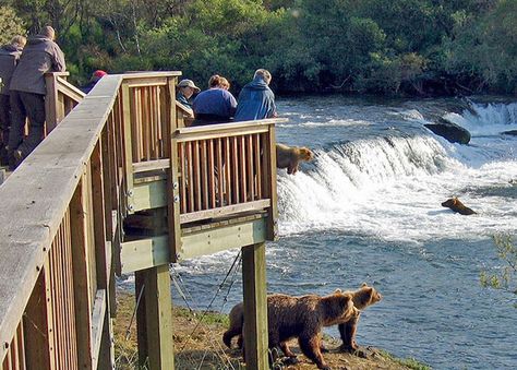 Brooks Falls bear viewing in Katmai National Park June, July, September with Alaska Tours. Watch and photograph bears as they fish for salmon. Alaska Day, Alaskan Wildlife, Alaska National Parks, Alaska Vacation, Katmai National Park, Wilderness Lodge, Brown Bears, National Park Vacation, Life List